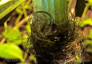Josh Manring Photographer Decor Wall Arts - Bird Photography -5.jpg